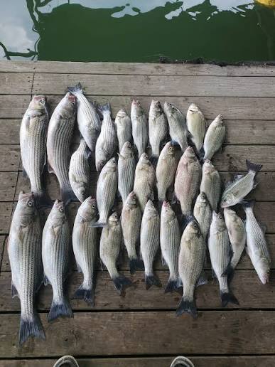 Texoma Striper Snipers Guide Service logo
